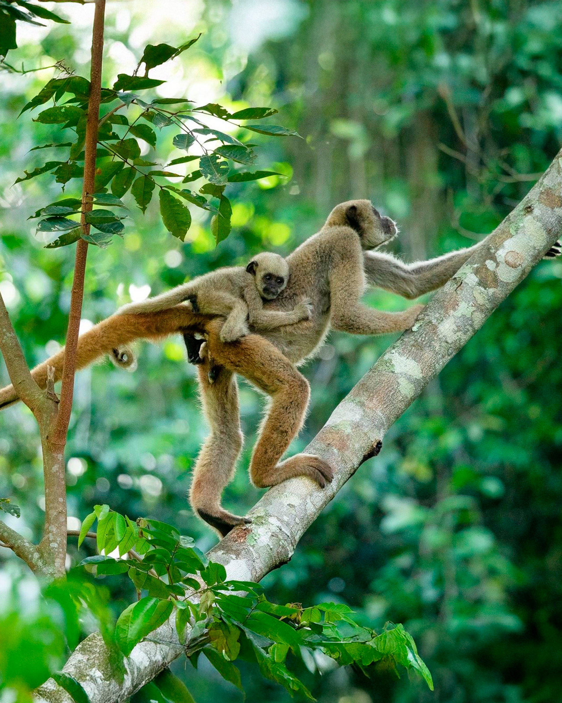 Muriqui-do-norte: o maior primata das Américas que só existe no Brasil